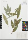 Foto von Salix fragilis L.